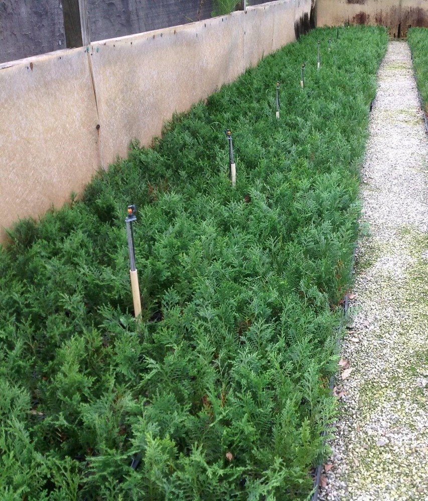 25-Murray Cypress  Liners