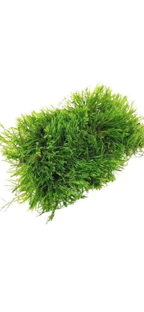 JAVA MOSS GUY 4oz Portion, Snail Free