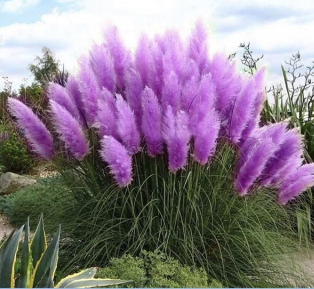 Purple Pampas Grass 4 Plugs
