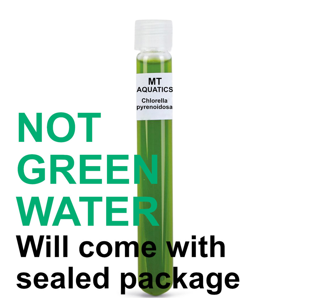 Chlorella pyrenoidosa Algae | Lab Made | Shrimp Breeding | Algae seeding