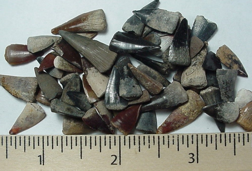 50 -  Fossilized Barracuda teeth from North Florida
