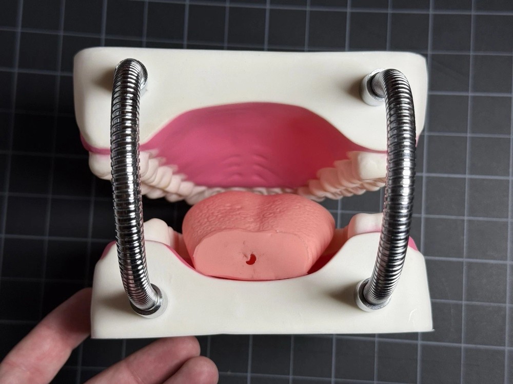 Oversized 6:1 Dental Teach Study Typodont Demonstration Teeth Model
