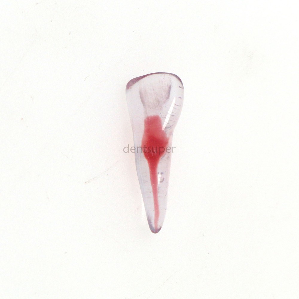 Dental Resin Study Endo Root Canal Teeth Model Practice Block RCT Pulp Cavity