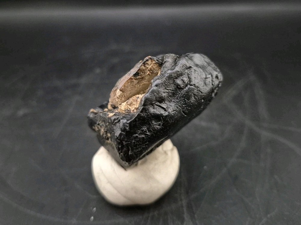 Real Fossil Dinosaur Egg Embro Permineralized Uv Reactive Atrociraptor