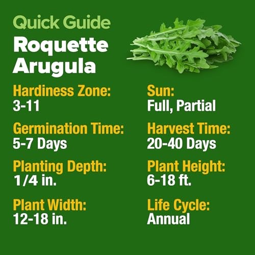 Roquette Seeds 4350+ Bulk Pack Heirloom Non-GMO, High 2-Pack Arugula