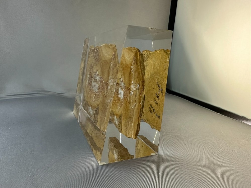 🦴 Fossilized Fish in Stone Matrix 🐟 | Authentic Prehistoric Specimen | Display