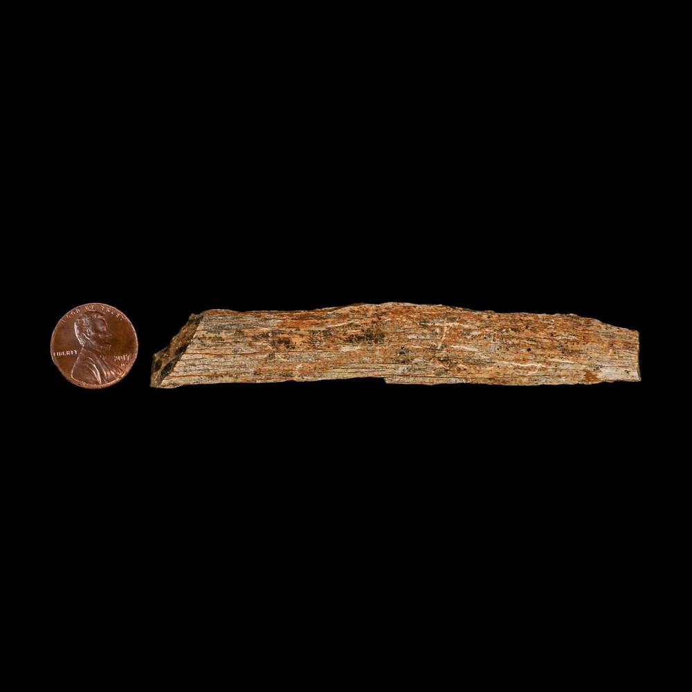 4.1" Corythosaurus Fossil Limb Bone Section Judith River Cretaceous Dinosaur COA