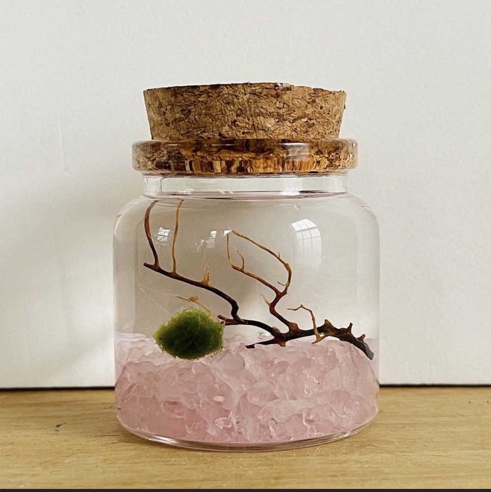 Marimo Moss Ball Terrarium