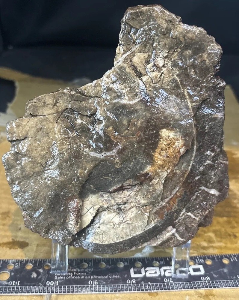 Colorful petrified wood