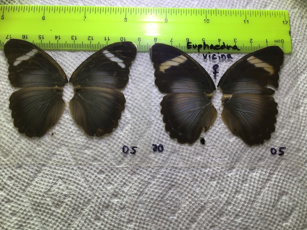 UAE 05  A+/ A  Euphaedra eberti ??  CLOSE OUT SALE WHILE THEY LAST