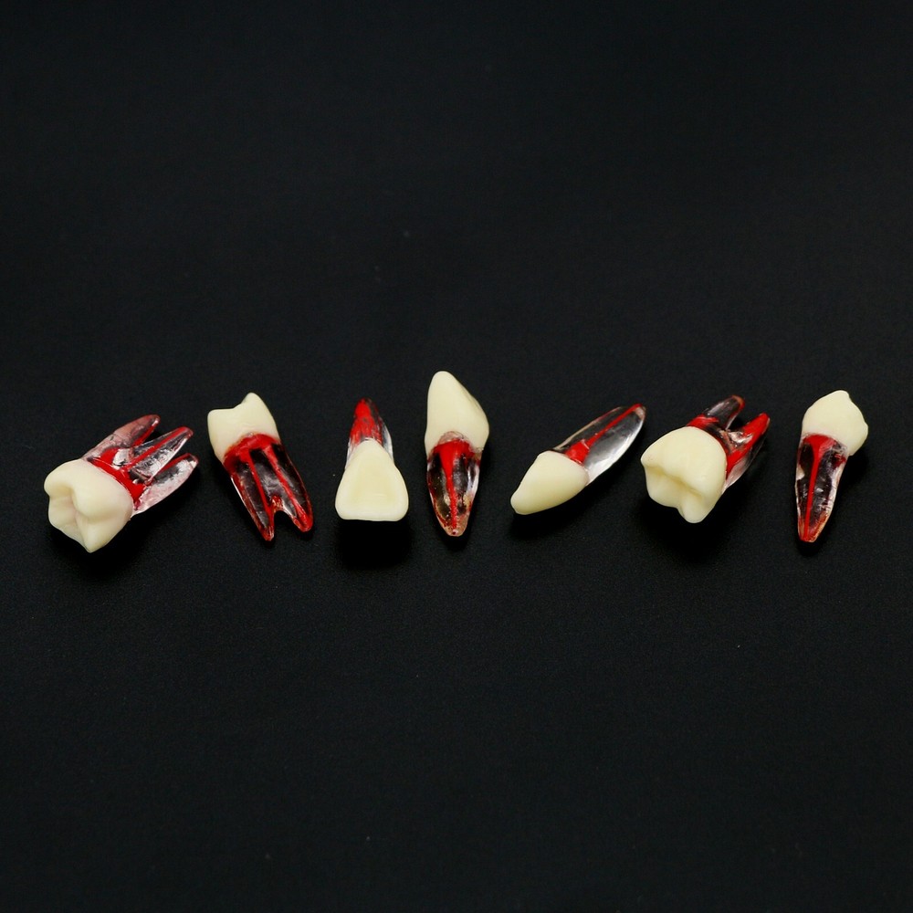 US Dental Root Canal Practice Model Teeth Pulp Study RCT Endo File 7 Sizes