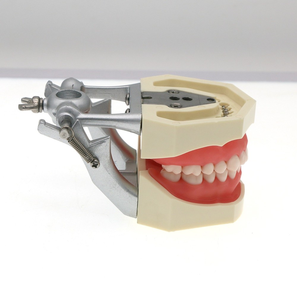 Kilgore NISSIN Typodont Models Replacement Teeth Mounting Pole Simulation Cheek