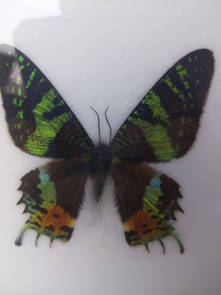REAL MADAGASCAR SUNSET MOTH CHRYSIRIDIA RHIPHEUS FRAMED