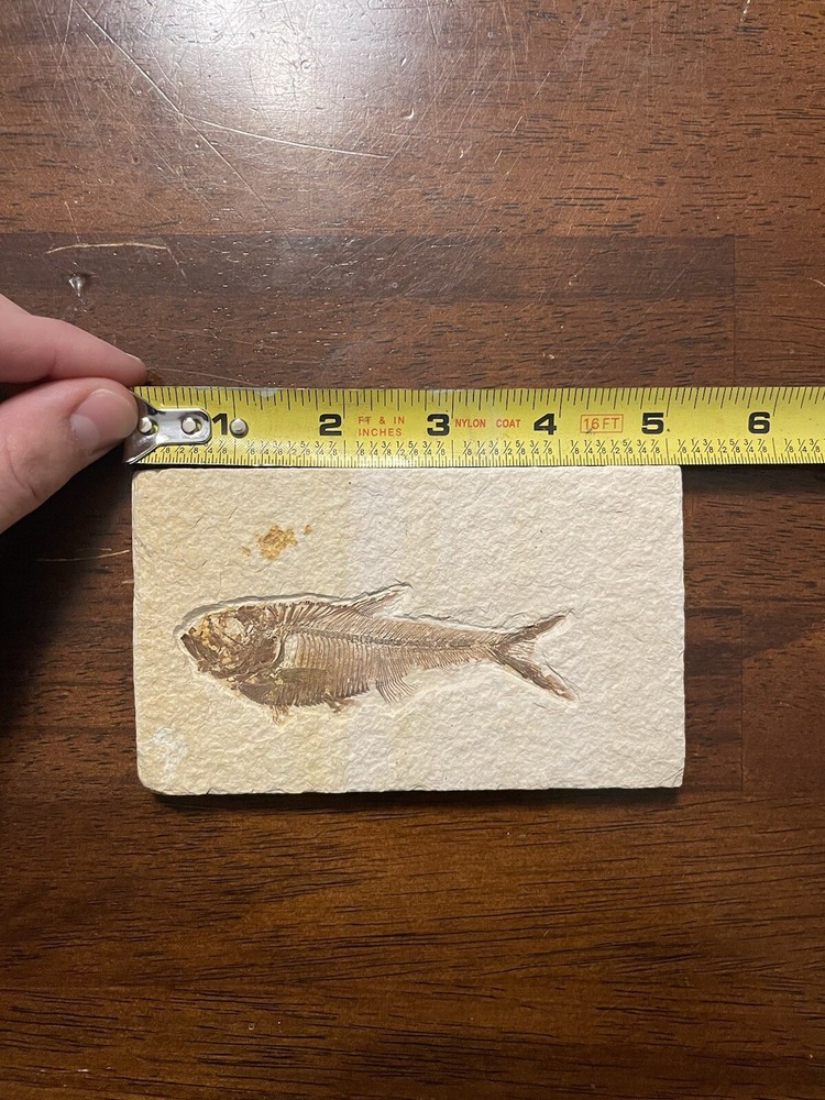 Fossilized Herring Fish Green River Formation Perfect Condition