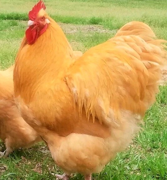 6+  English Buff Orpington Hatching Eggs