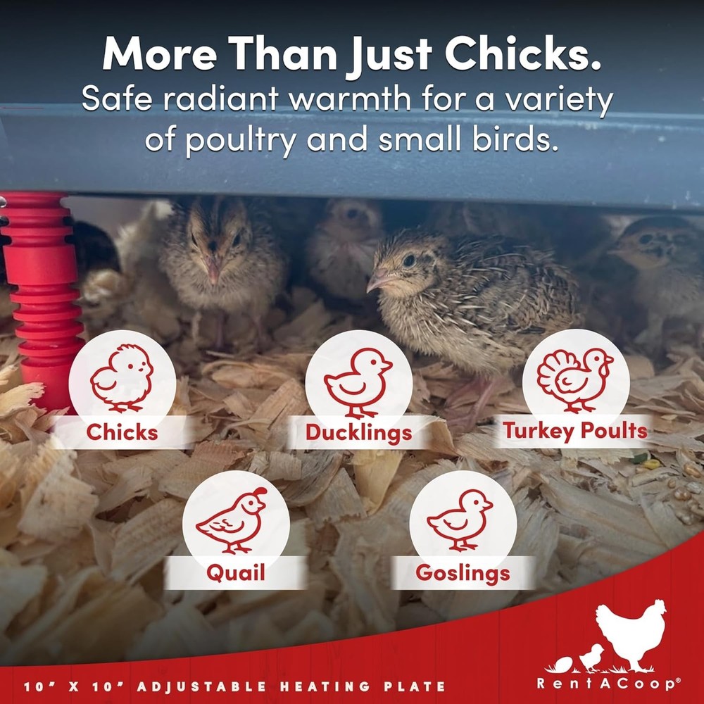 10x10" Adjustable Heating Plate - 15W Energy Saving Chick Brooder Heater