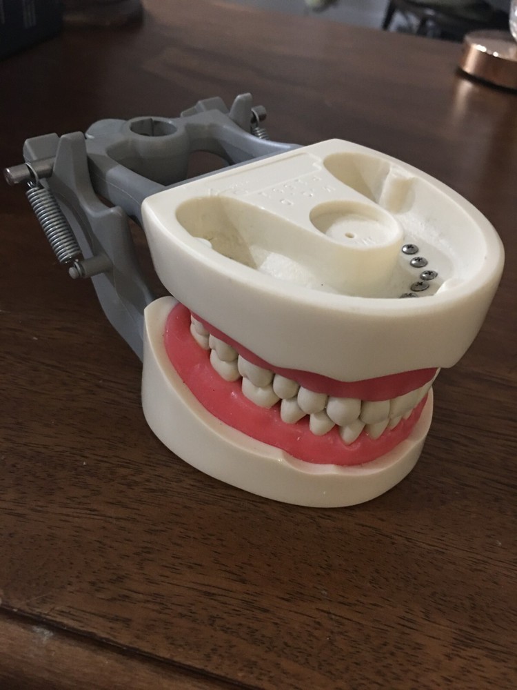 Dental Teaching Study Adult Standard Typodont Demonstration Teeth Model