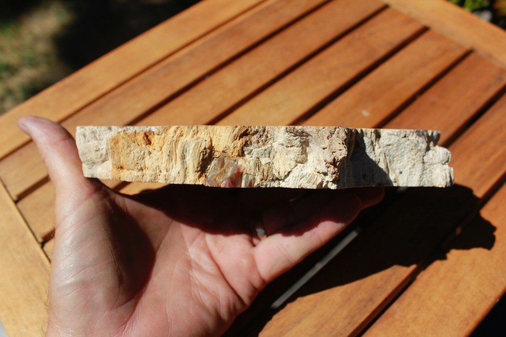 Henry Mountain Petrified Wood • 2 lbs. 7.2 oz.