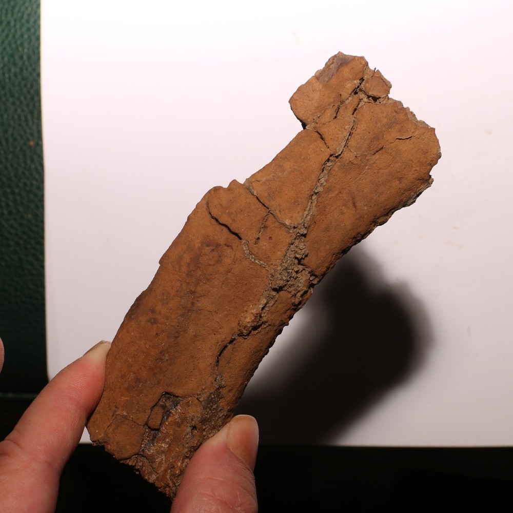 Torosaurus Rib Section - Gorgeous Specimen - Hell Creek Formation Cretaceous