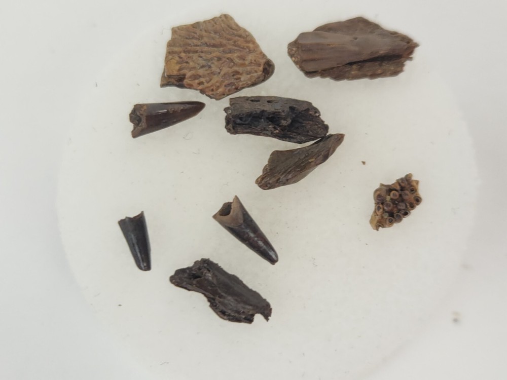 Lance Formation Micro Fossil Pack - Perfect for Teaching / Education - 70 Pieces