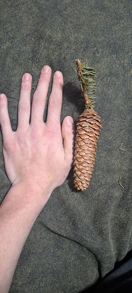 Pine Cone Shaped Like A Carrot