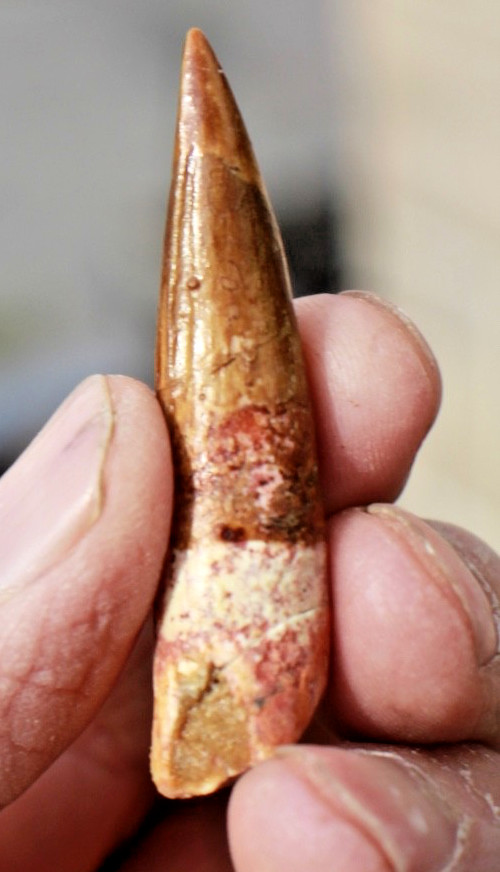 Authentic 2.0" Spinosaurus Tooth in Riker Mount