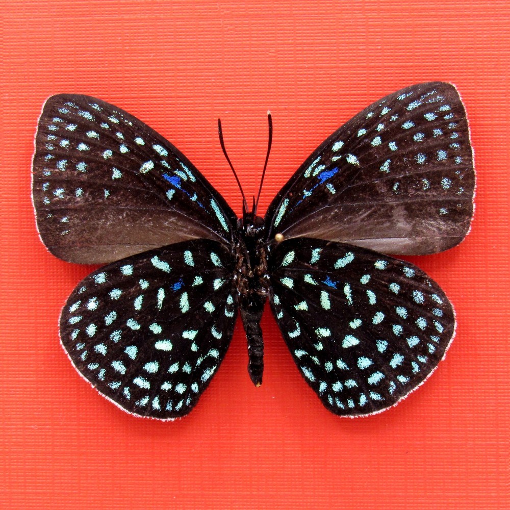 Real mounted butterfly - Eumaeus debora - A1-