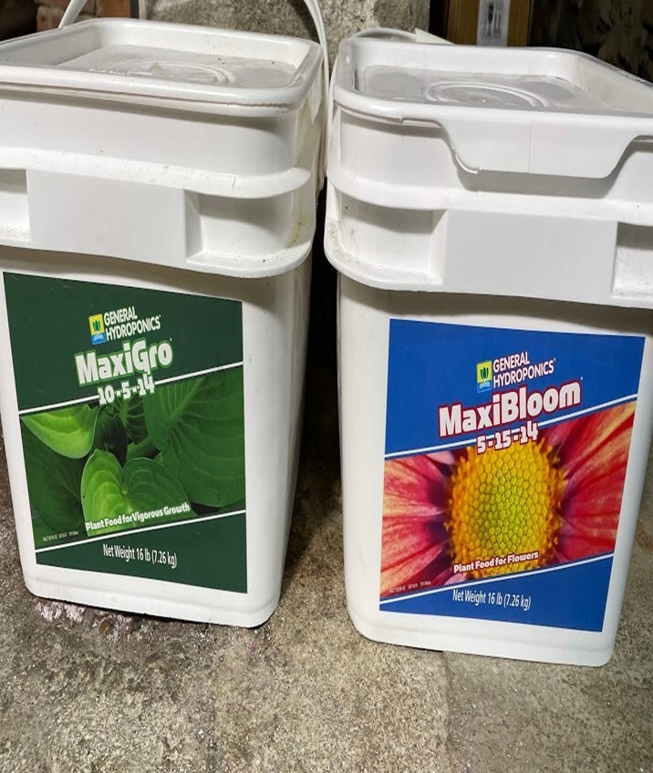 GH MaxiBloom / 50LB