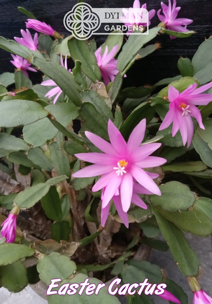 Easter Cactus (Rhipsalidopsis x graeseri) Whitsun Cactus - Multiple Sizes