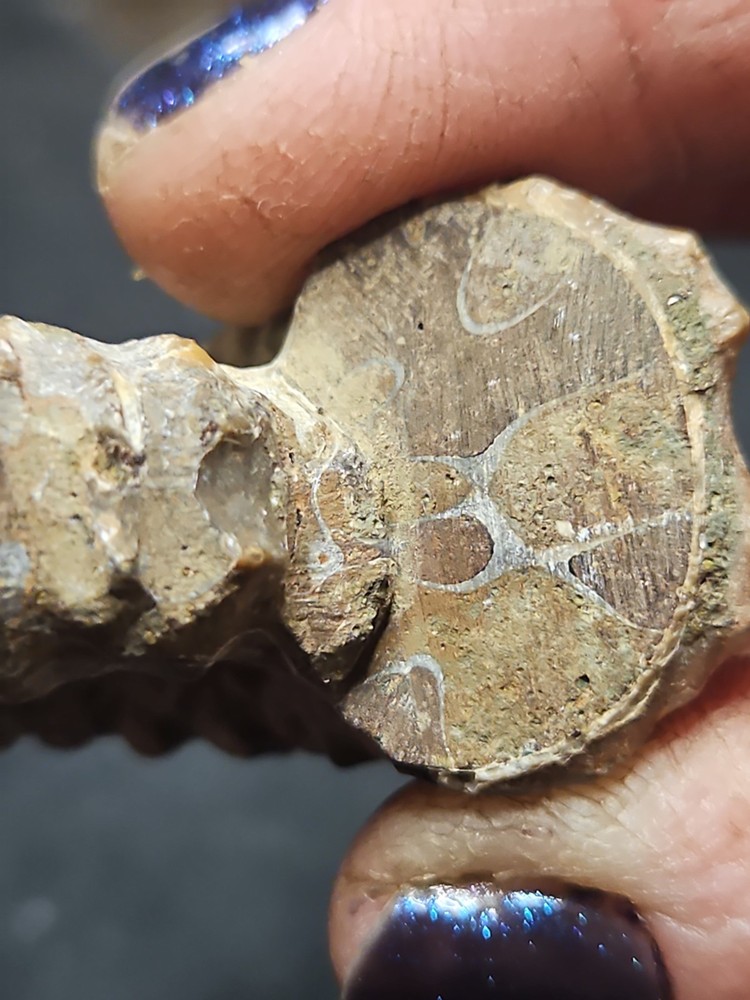 Fossilized Shell Ammonite W/ Spikes Naturally Formed (57 grams)