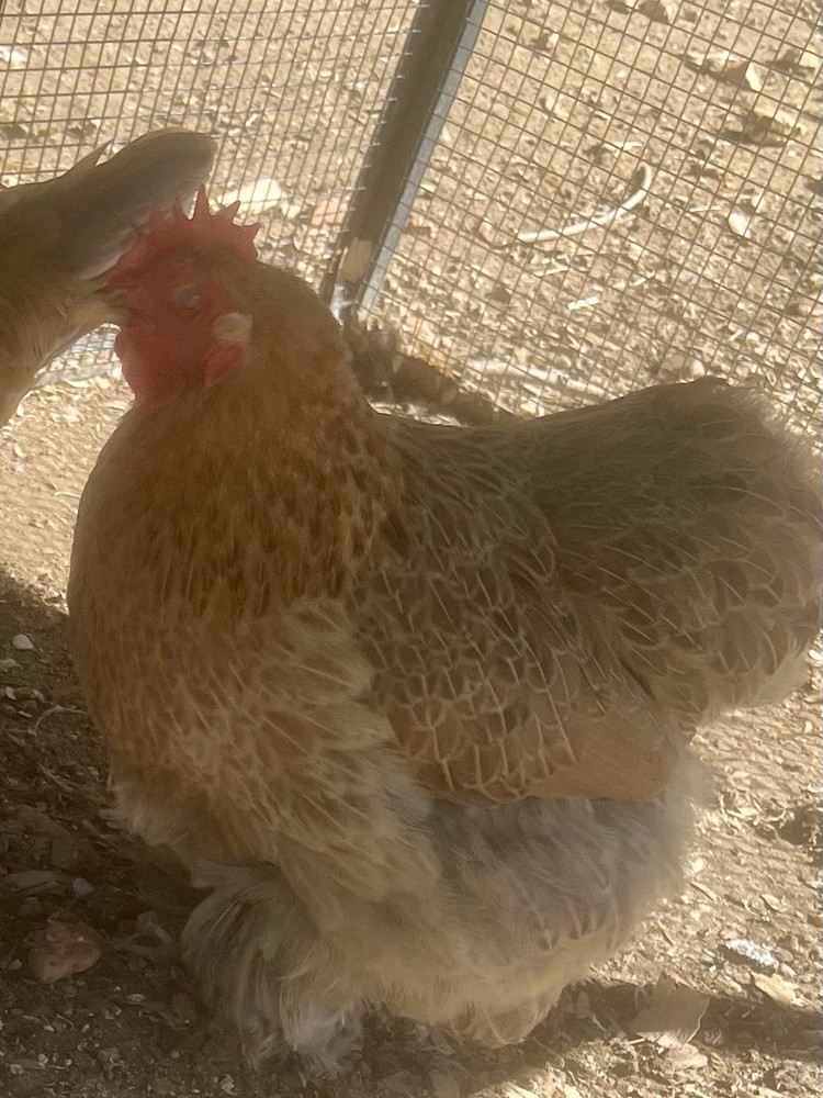 Dozen Cochin Bantam Eggs for Hatching