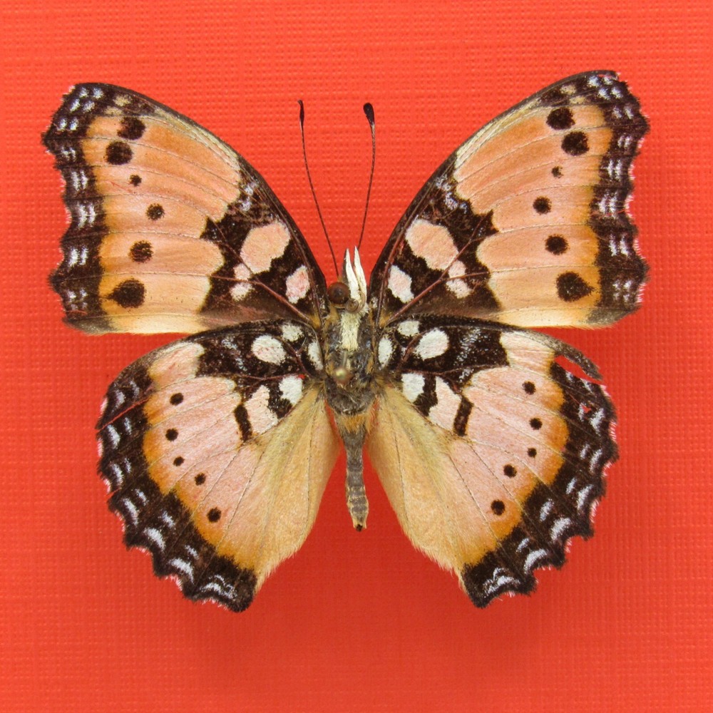 Real mounted butterfly - Precis octavia - A-