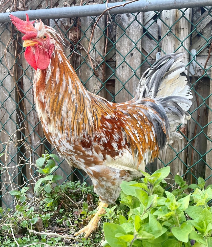 SWEDISH FLOWERS 100% PURE TYPE ( 6 ) HATCHING EGGS