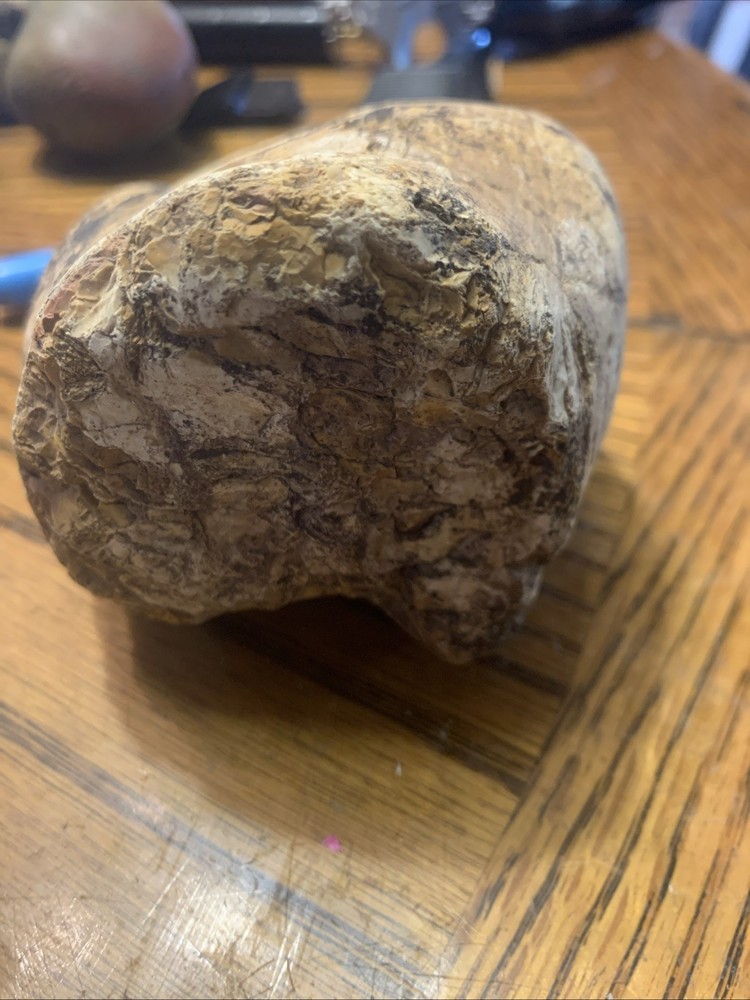 Fossils