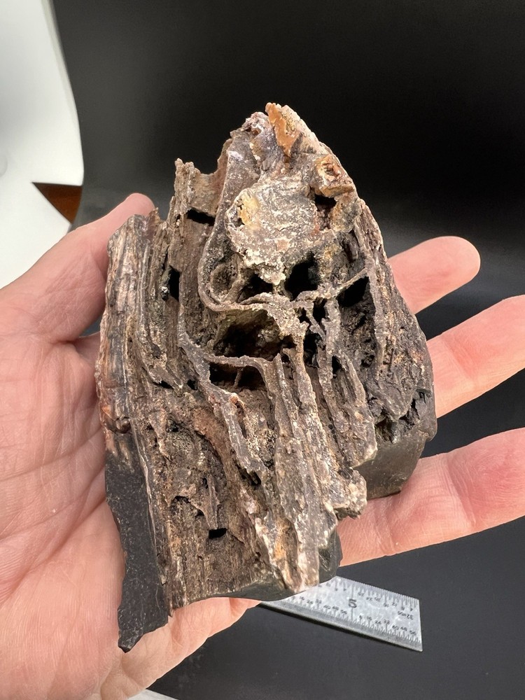 Ball Ranch Petrified Wood D3