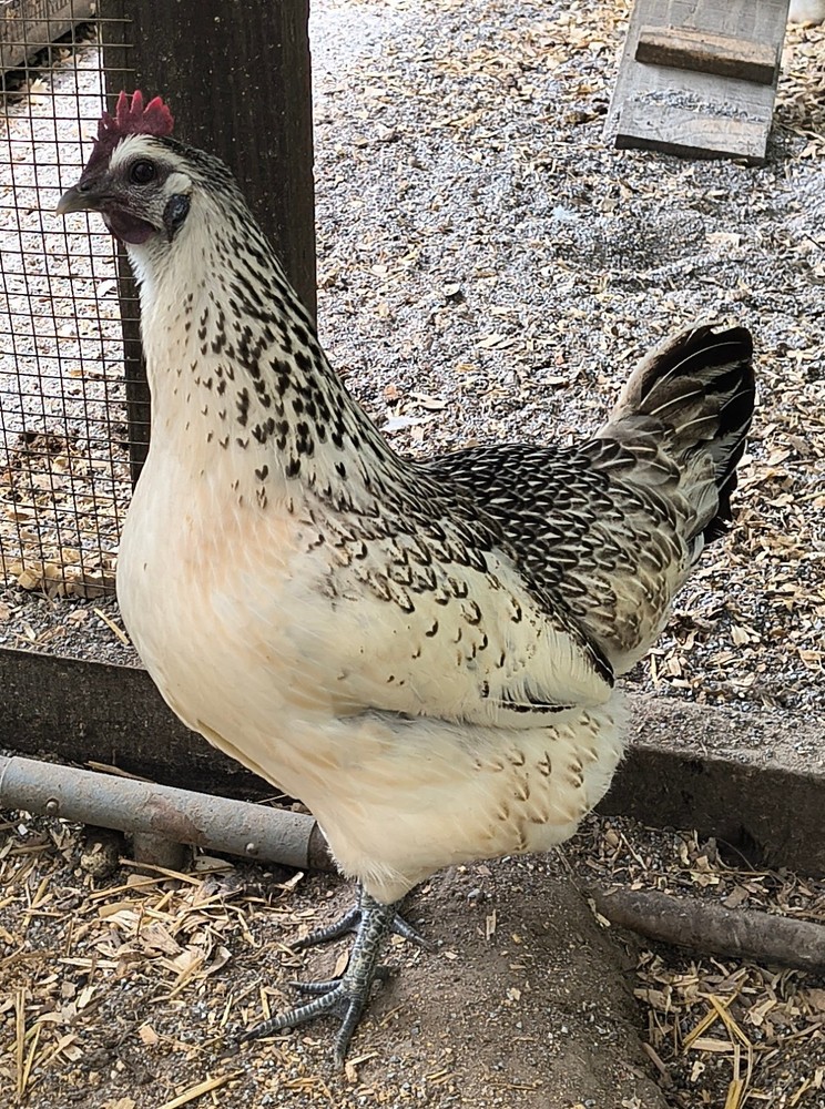 6 Rare Mosaic Hatching Eggs