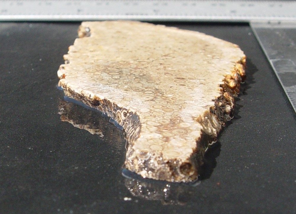 Oolite Lapidary Slab T1211