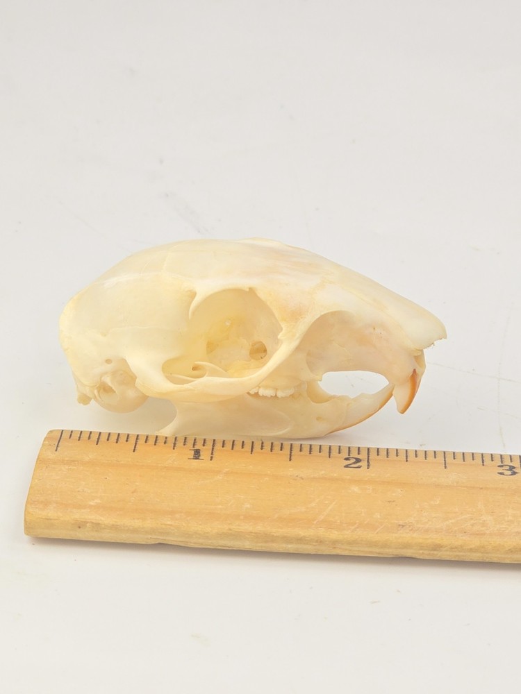 Real Fox Squirrel Skull - Sciurus niger - American Sourced - Non UV Reactive