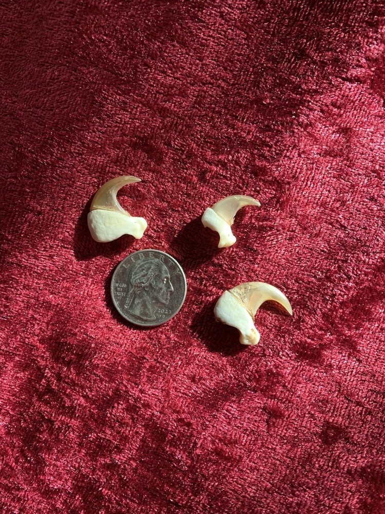 Bobcat claws (1)