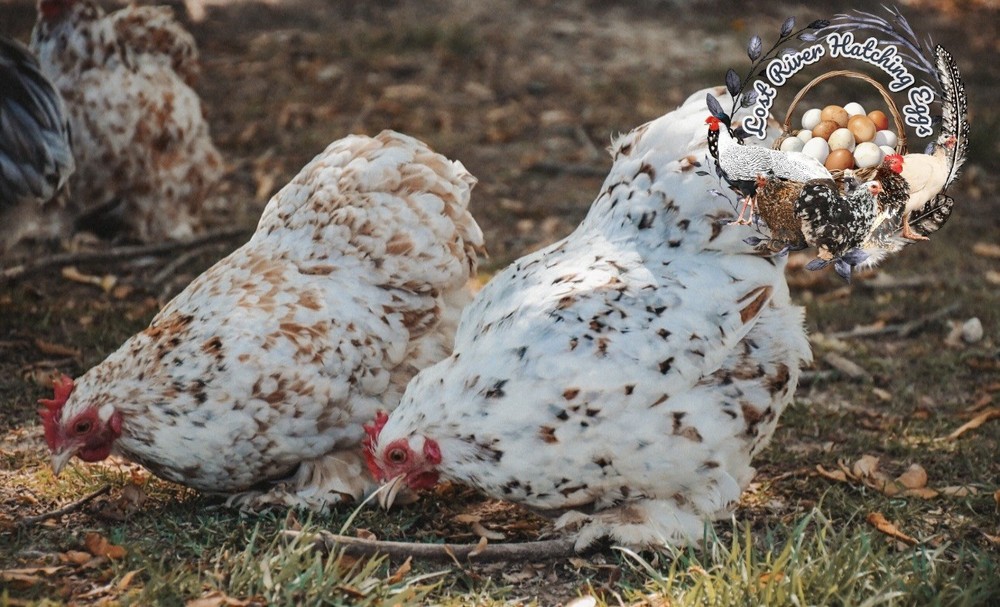 Bantam Cochin Hatching Eggs 6 Eggs Assorted Colors NPIP