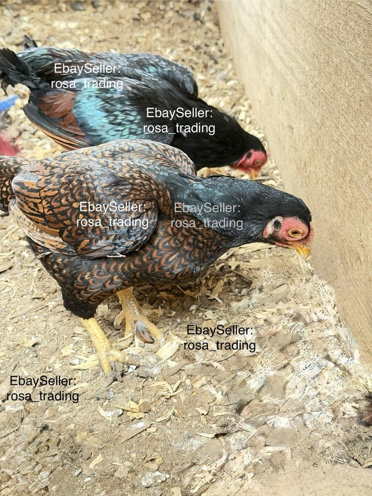 Dark Cornish Bantam Hatching Eggs 10 Pcs