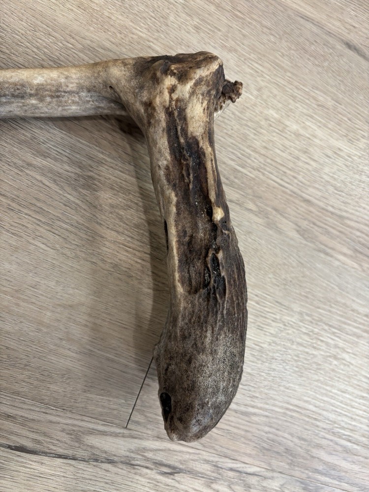 Funky Elk Shed Antler.