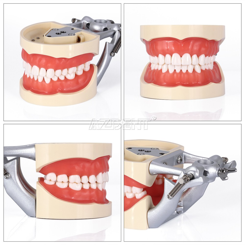 Tooth Modelo de tipodonto dental con dientes extraíbles