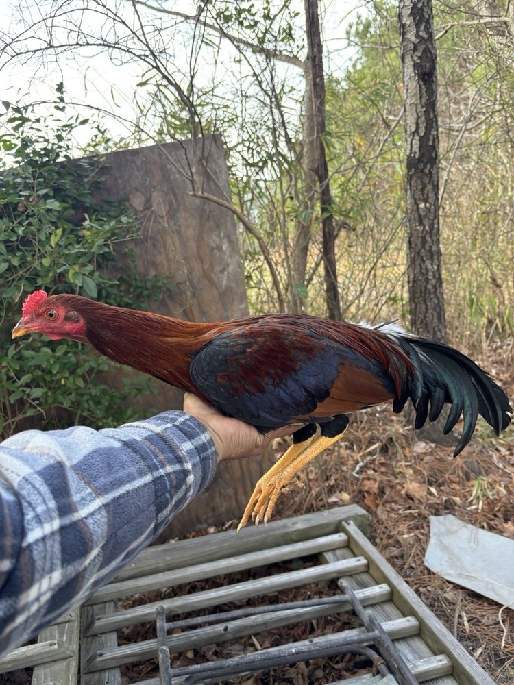 Asil/ylhHatching ,Eggs,  poultry, chicken