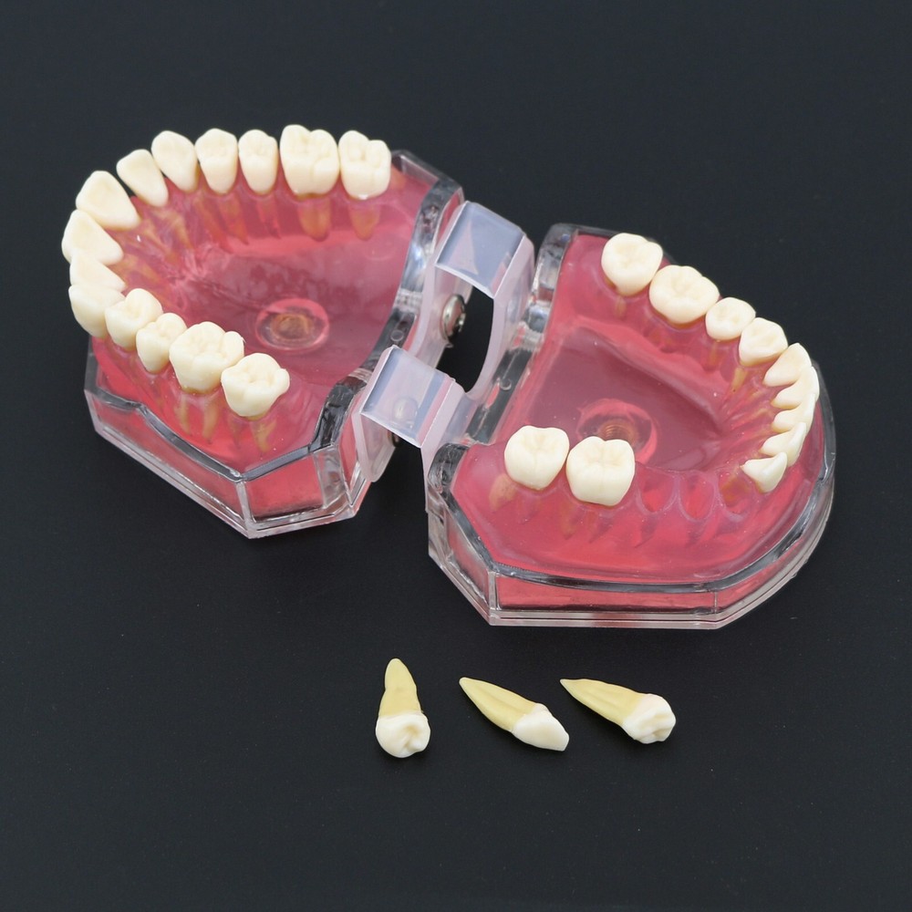 Dental Typodont Practice Study Standard Teeth Model 28 Pcs Removable Teeth M7008