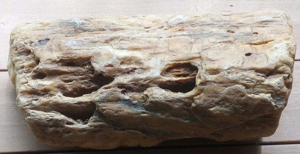 Petrified Wood or Rock