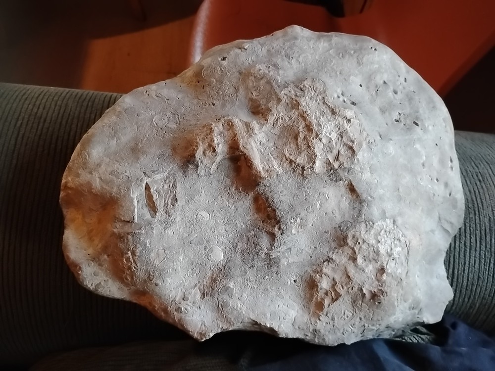 DEFINITELY A DINO BONE... DON'T KNOW WHICH ONE YET.. PLEASE HELP ME IDENTIFY IT.