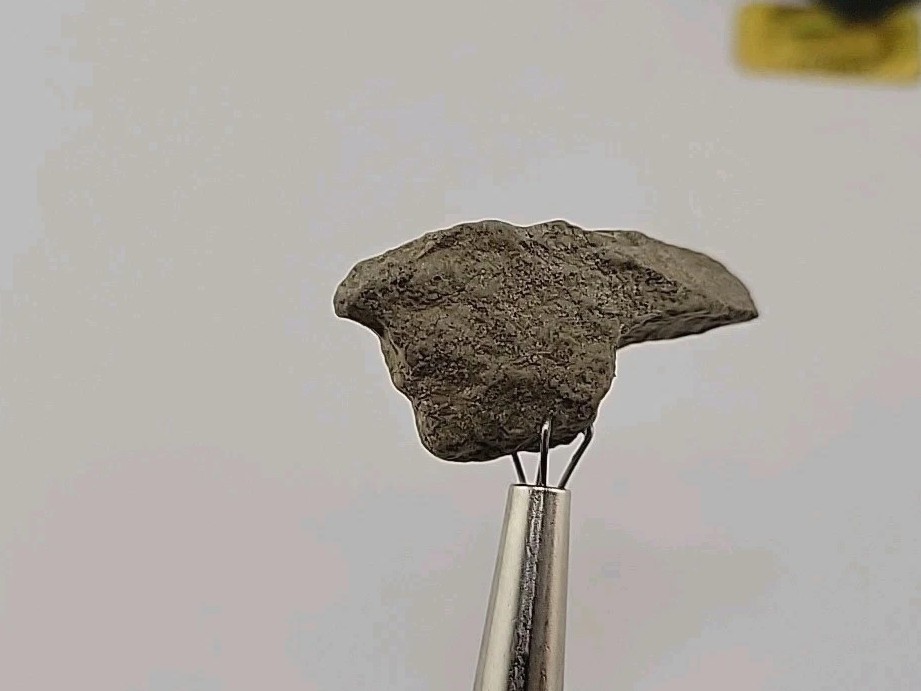 Fossilized Raptor Talon Dinosur Permineralized Fossil