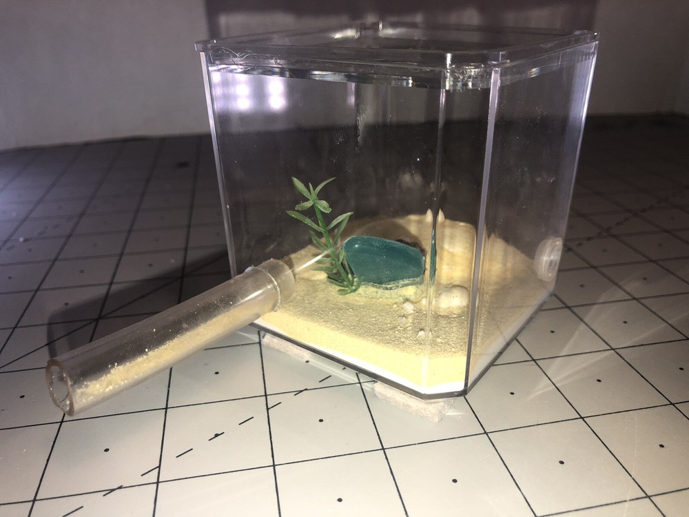 Ant queen Farm Medium Glow Rock Beach Out World