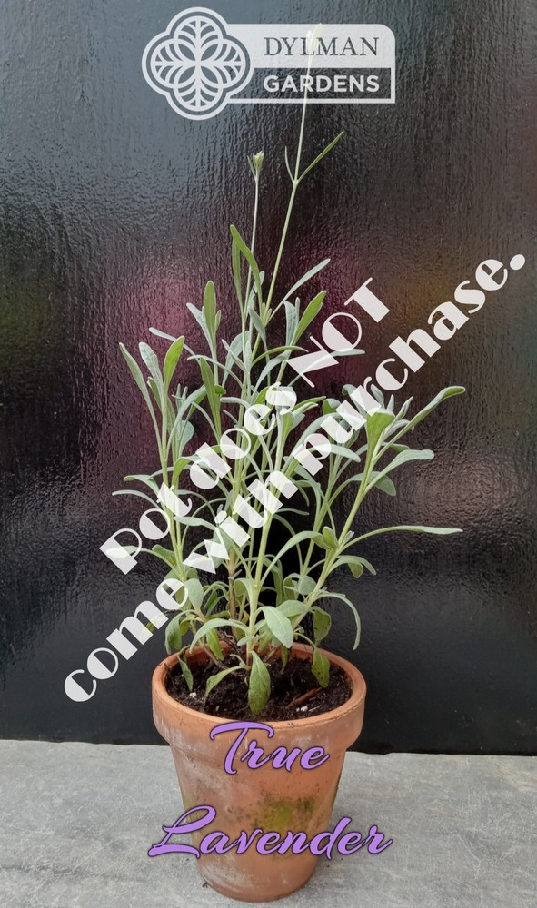 True Lavender (Lavandula angustifolia) Herb - Dwarf Lavender - Multiple Sizes